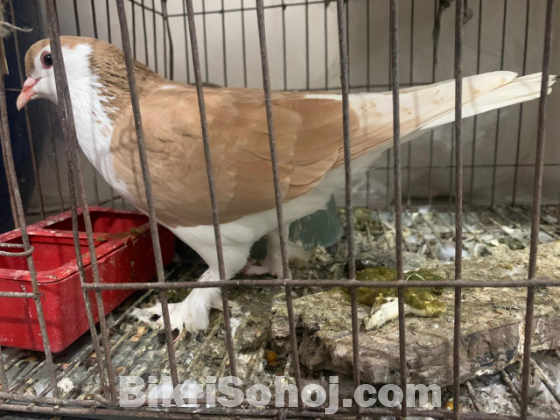 লাহোরি শিরাজি ডিম সহ জোরা ।১০০% Fresh